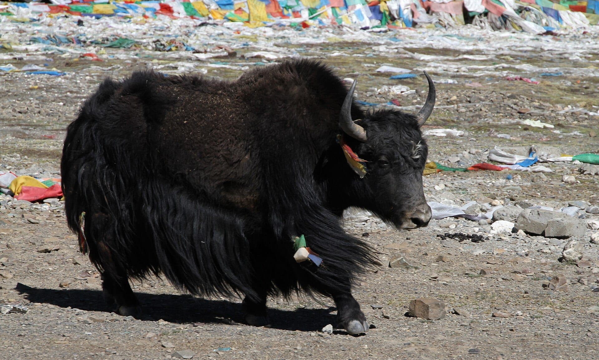 A yak among prayer flags on the Tibetan plateau